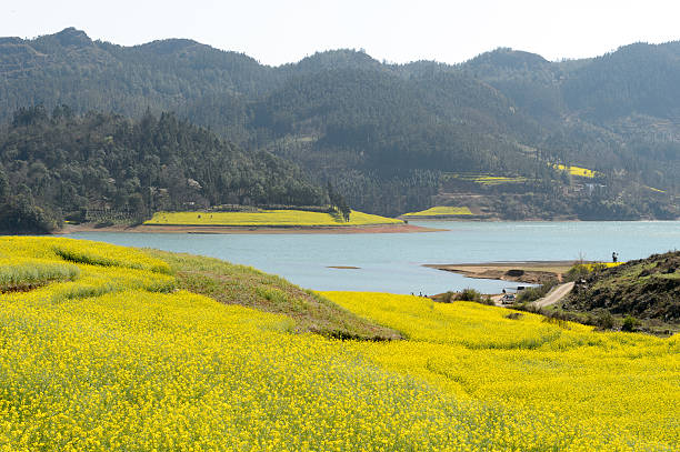 istock Yellow rapeseed flower field in Luoping, China 514455804