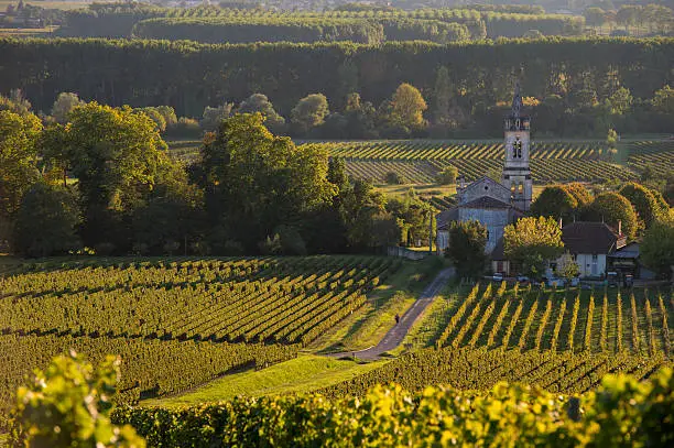 Photo of Vineyard landscape-Vineyard south west of France-Sauternes-Loupi