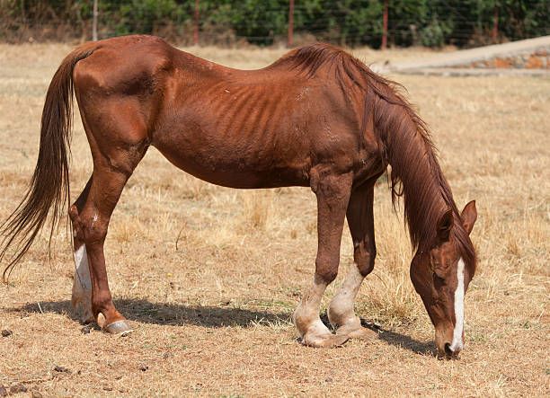 istock Skinny horse 514457598