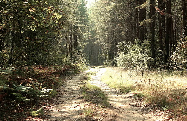 istock Country road in a wood 514457659