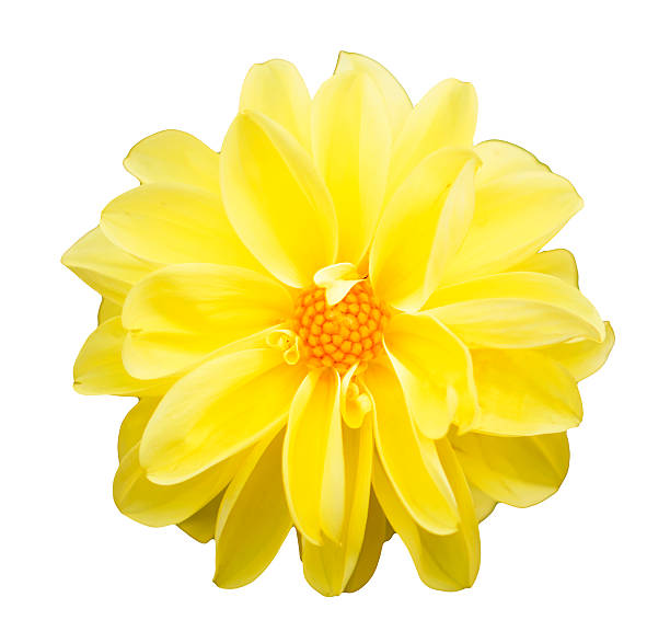 istock Yellow chrysanthemum isolated on white background 514457758