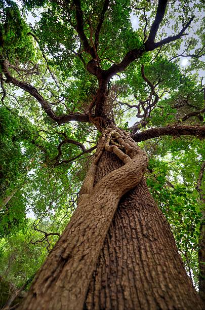 parassita della struttura con - beech leaf low angle view deciduous tree tree trunk foto e immagini stock