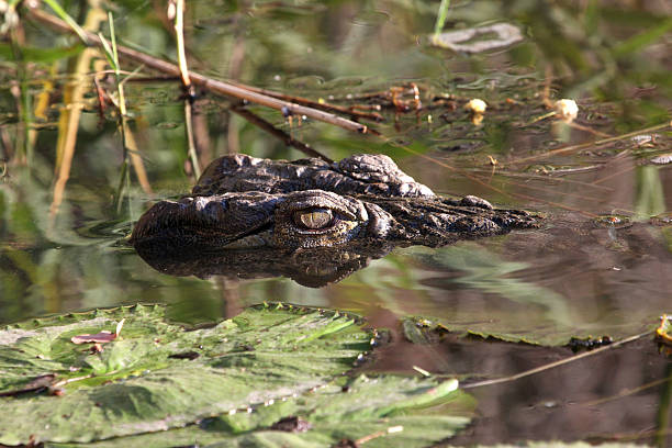 istock Crocodile submerged in water 514458073