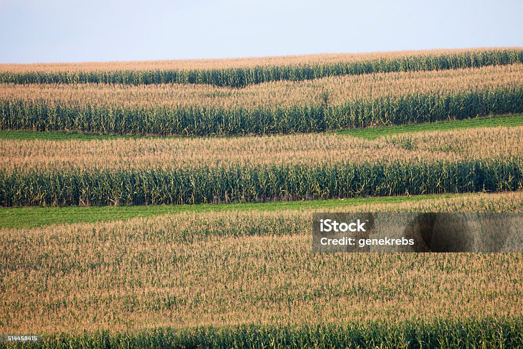 Late Summer Hillside, Central New York State Late Summer Hillside in Central New York State with Corn Fields, Evening Light Agriculture Stock Photo