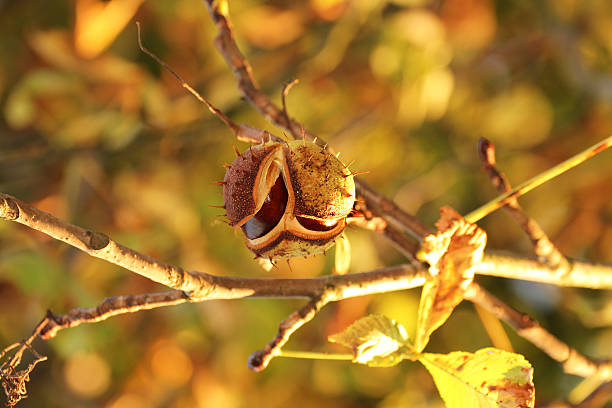chestnut hanging on a chestnus tree in fall stock photo