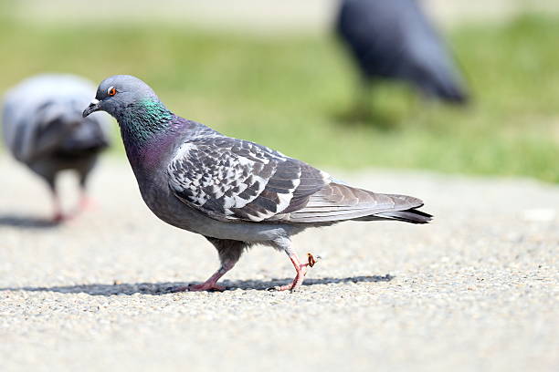 istock pigeon on alley 514458671