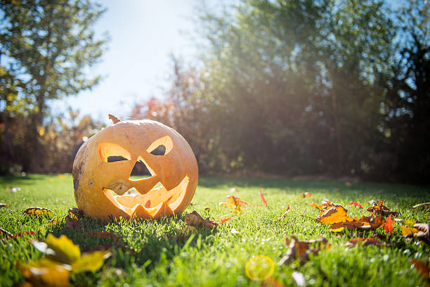 Halloween pumpkin in the garden in nice sunny day stock photo