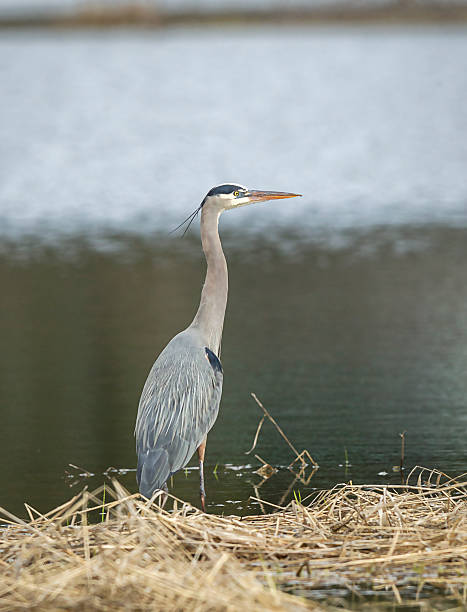 istock Heron standing in shallow water. 514459006