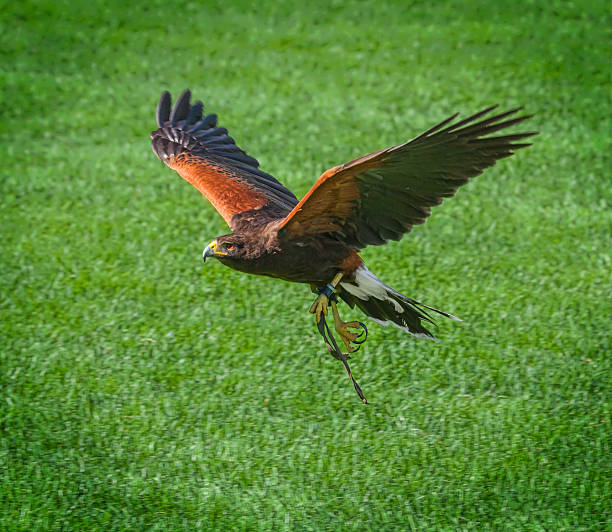 istock Harris's Hawk Falconry Bird Flying 514459747