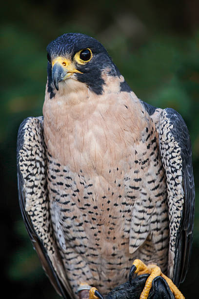 istock Peregrine Portrait 514459759