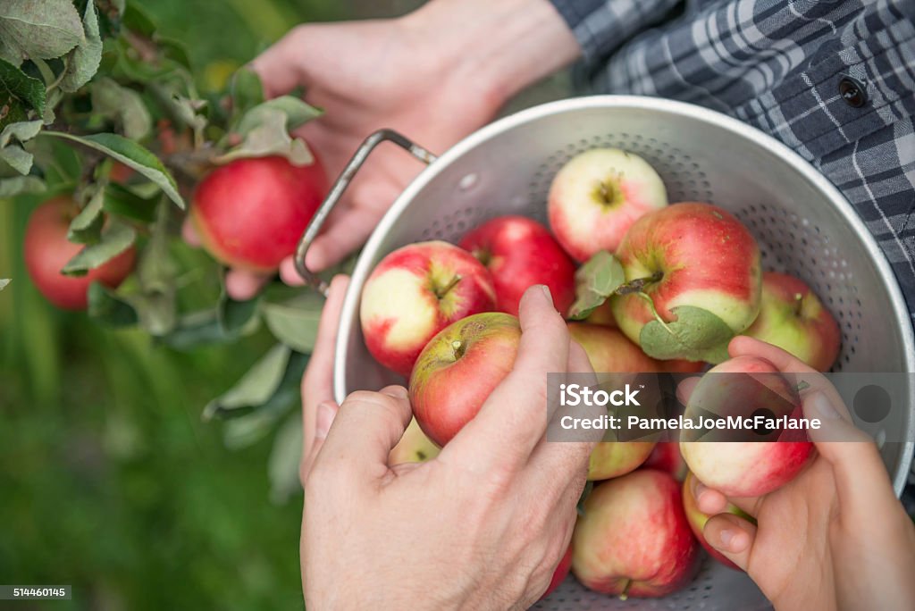 Teamwork - 3 People Picking Apples A family of three pick apples in a backyard garden Apple - Fruit Stock Photo
