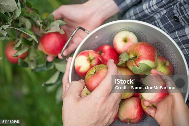 Teamwork 3 People Picking Apples Stock Photo - Download Image Now - Apple - Fruit, Picking - Harvesting, Fruit