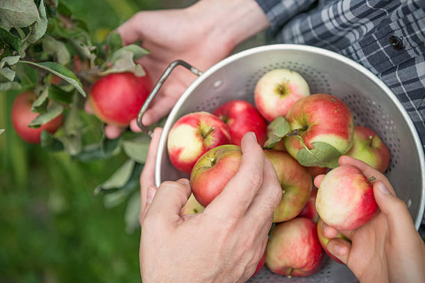 praca zespołowa – 3 osoby pobierania jabłka - women red fruit picking zdjęcia i obrazy z banku zdjęć