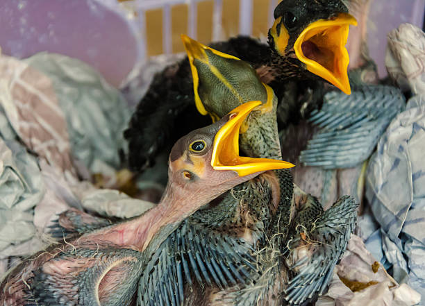 baby birds hungry in nest.