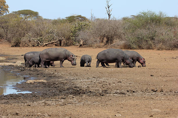 istock Group of Hippos basking in the sun 514460433