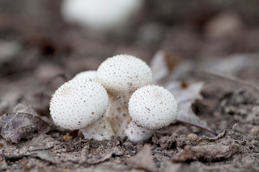 Lycoperdon perlatum Pers. syn. L. gemmatum Batsch Flaschenstäubling Vesse-de-loup à pierreries, Common Puffball. Fruit body 2.5–6cm across, 2–9cm high, subglobose with a distinct stem, white at first becoming yellowish brown, outer layer of short pyramidal warts especially dense on the head, rubbing off to leave an indistinct mesh-like pattern on the inner wall which opens by a pore. Gleba olive-brown at maturity; sterile base spongy, occupying the stem. Spores olivaceous-brown, globose, minutely warted, 3.5–4.5m. Habitat woodland. Season summer to late autumn. Common. Edible and good -when the flesh is pure white. Distribution, America and Europe (source R.Phillips). 