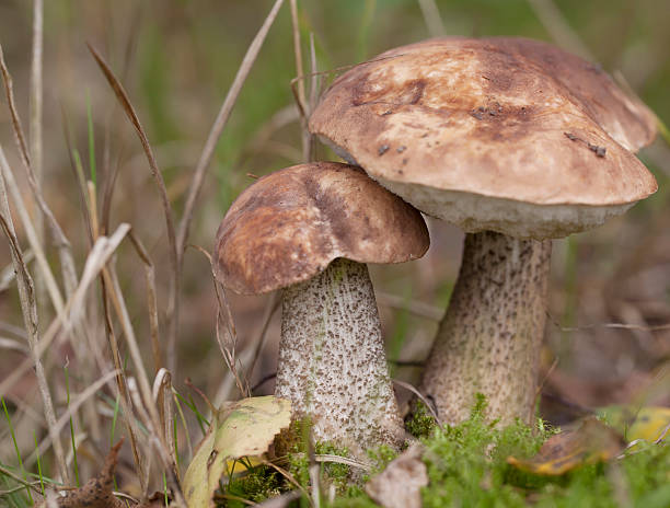 boletus (leccinum scabrum) - mushroom toadstool moss autumn foto e immagini stock