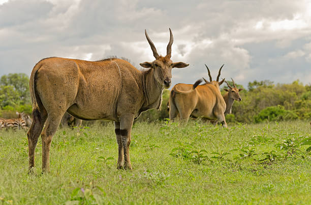 istock Eland antelope in Aberdare, Kenya 514463394