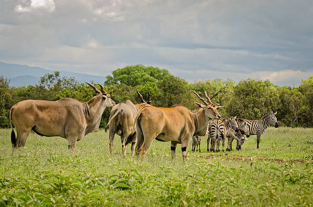 eland antílopes y cebras en de aberdare, kenia - eland fotografías e imágenes de stock
