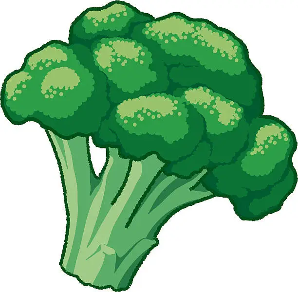 Vector illustration of Broccoli