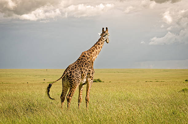 istock Giraffe in Masai Mara National Reserve, Kenya. 514464446