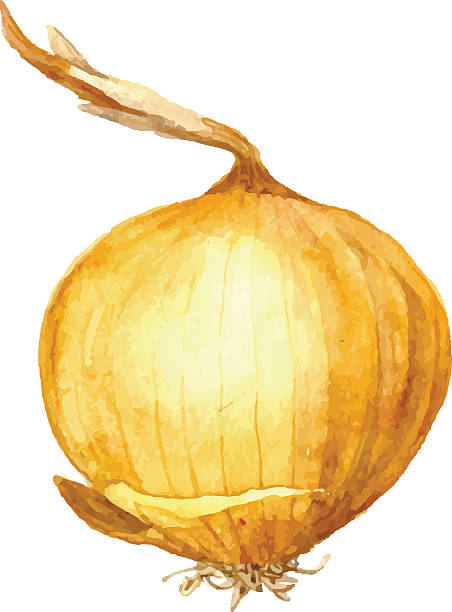 yellow onion bulb isolated watercolor onion, hand drawn watercolor vector illustration onion stock illustrations