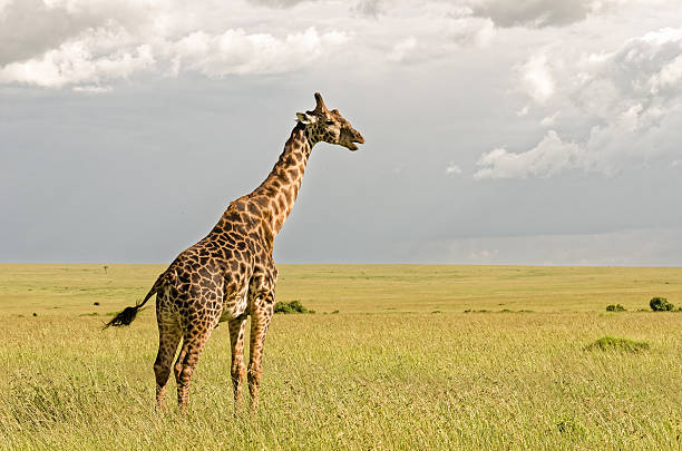 istock Giraffe in Masai Mara National Reserve, Kenya. 514464584