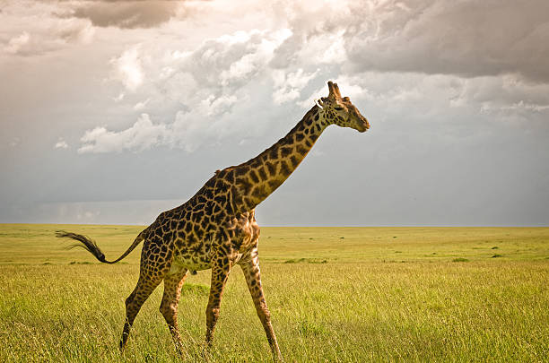 istock Giraffe in Masai Mara National Reserve, Kenya. 514464682