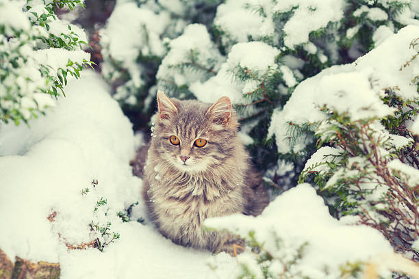 istock Siberian cat sitting in the forest covered with snow 514464718