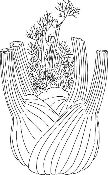 illustrations, cliparts, dessins animés et icônes de dessin au fenouil - fennel white background single object vegetable