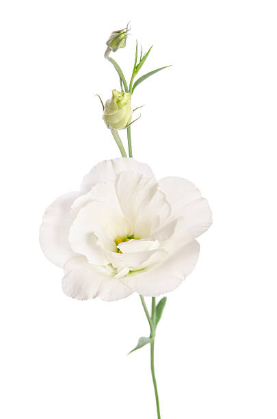 istock Beauty white flower isolated on white. Eustoma 514466034