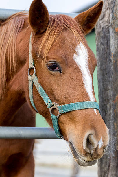 istock Horse in a farm 514466698