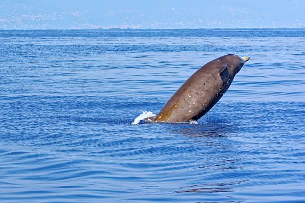 cuvier's beaked кит - ligurian sea стоковые фото и изображения