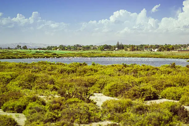 Photo of Flock of pink flamingos on salt lake in province Alicante