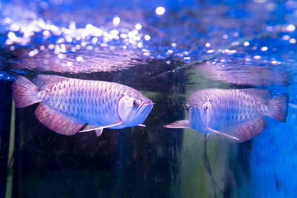 Golden arowana fish is believed to bring luck among Asians Golden arowana fish is believed to bring luck among Asians. The believers keep them as pets in home and office golden arowana fish stock pictures, royalty-free photos & images
