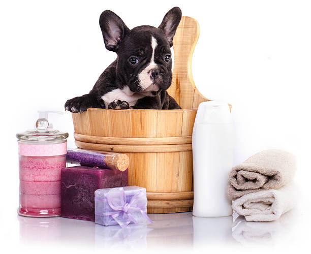 istock puppy in wooden wash 514472610