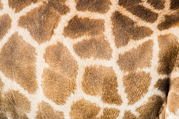 istock beautiful Giraffe (Giraffa camelopardalis) skin for background u 514473746