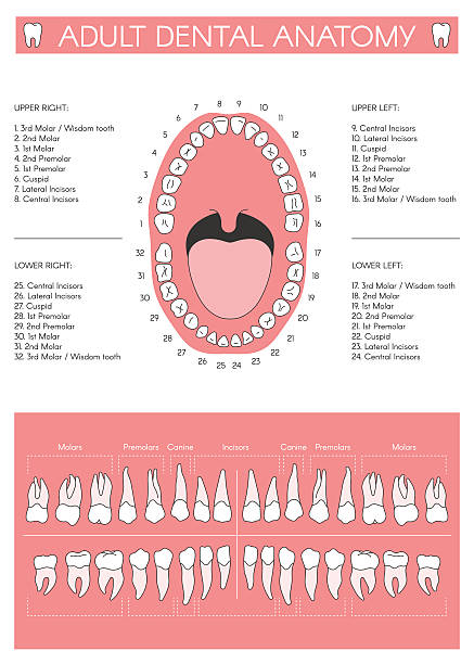 ilustraciones, imágenes clip art, dibujos animados e iconos de stock de diagrama dental adultos. diagrama de dientes humanos - premolar