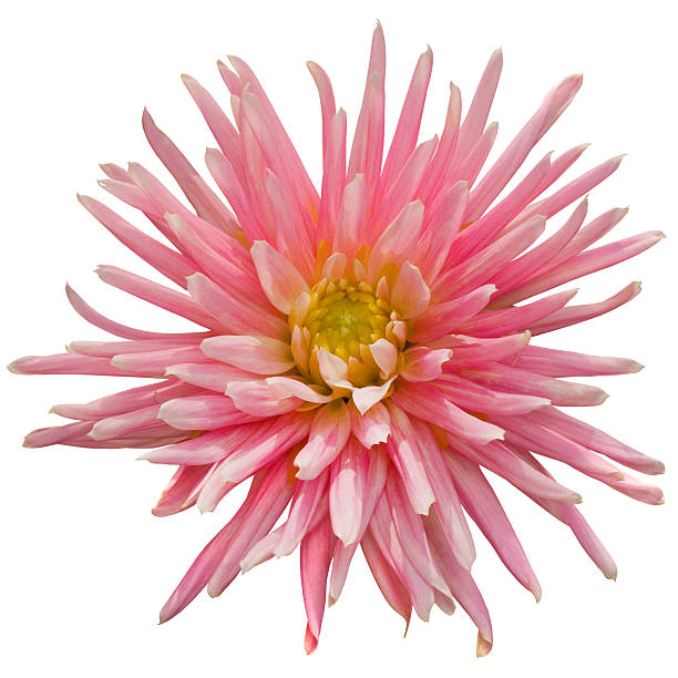 istock pink dahlia on white background 514475709