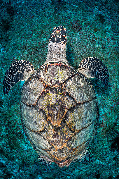 Sea turtle Above view of sea turtle swimming in the sea. puerto aventuras stock pictures, royalty-free photos & images