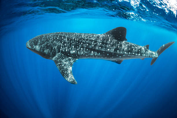 Whale shark Whale shark swimming in the sea. puerto aventuras stock pictures, royalty-free photos & images