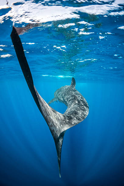 Behind the whale shark Whale shark swimming in the sea. puerto aventuras stock pictures, royalty-free photos & images