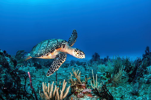 Sea turtle swimming in the sea.