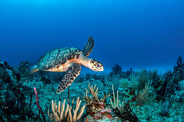 Sea turtle in the sea Sea turtle swimming in the sea. puerto aventuras stock pictures, royalty-free photos & images