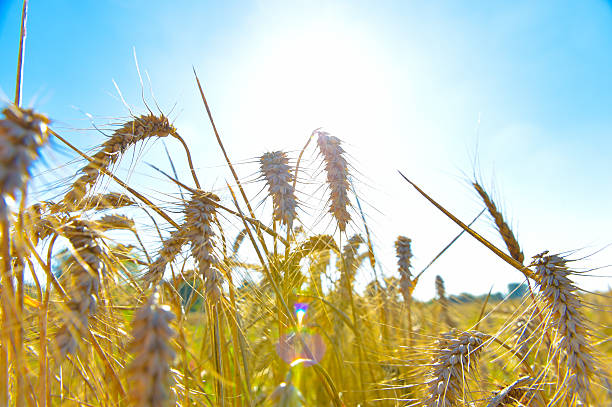 istock Yellow grain ready for harvest growing in a farm field 514477781