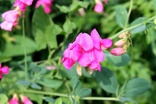 istock wild pink peas flowers 514477907