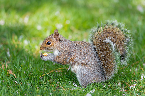 A squirrel looking at you while holding a nut in the green grass background