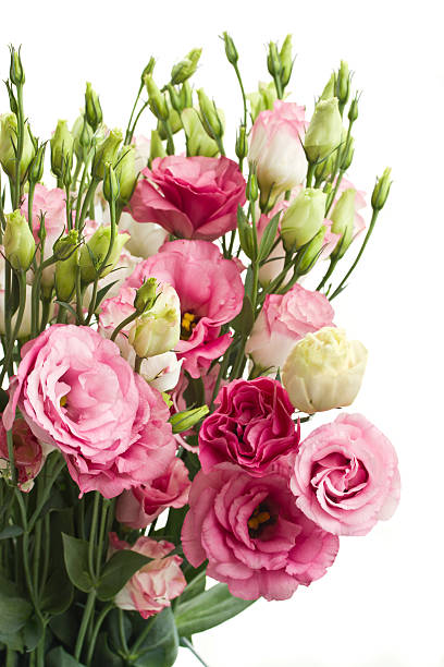 istock bunch of  pink eustoma flowers 514478333
