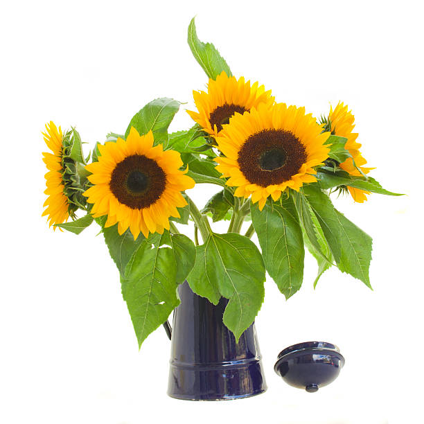 istock sunflowers in flower pot 514478409
