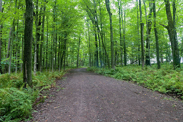 istock Forest and Ferns in Jay Cooke 514478509